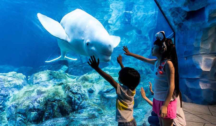 chimelong ocean kingdom