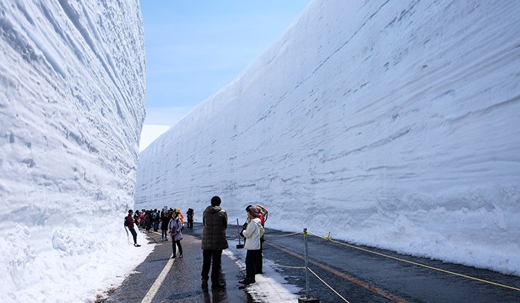 Tateyama, Japan - April 16, 2015 : High snow walls in Tateyama Kurobe alpine route open on April and allowed people can walk on road