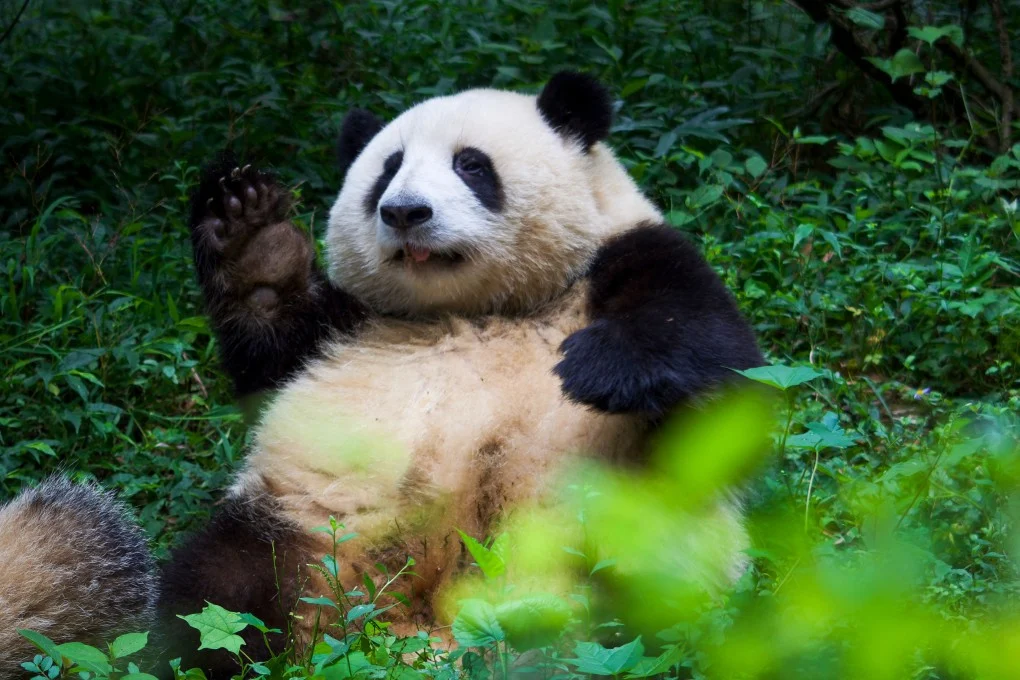 Chengdu Research Base of Giant Panda Breeding1