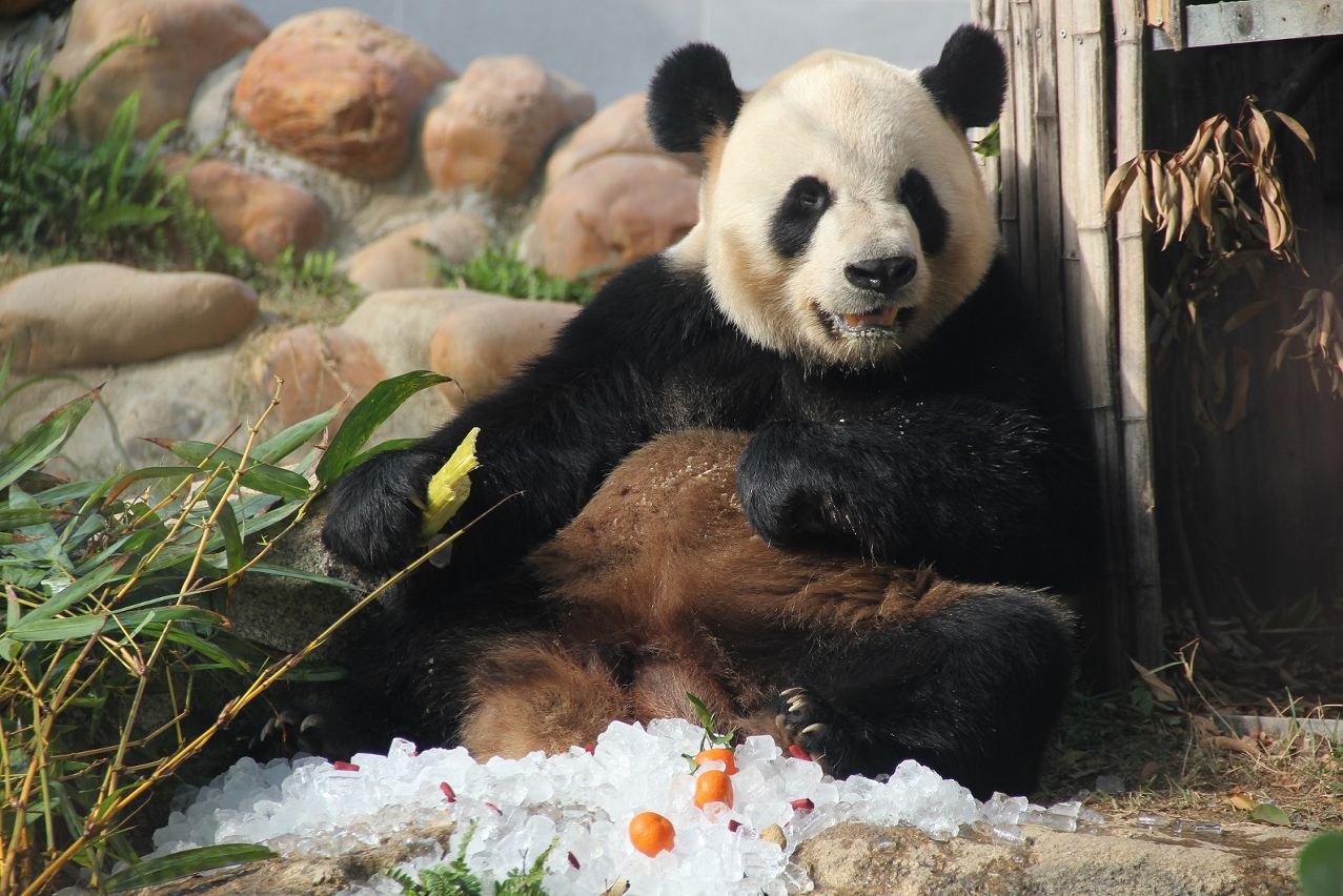 macau giant panda pavilion1
