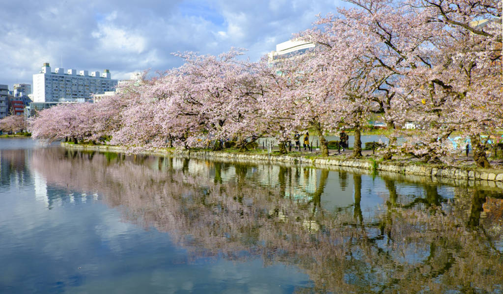 rows of cherry blossom and mirror reflection at ueno park