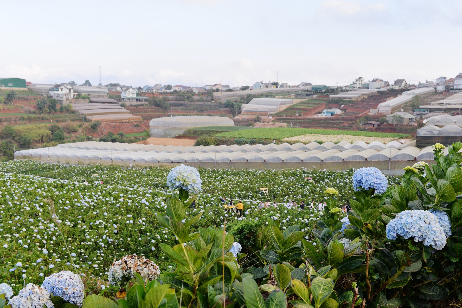 ทุุ่งดอกไฮเดรนเยียเมืองดาลัด1