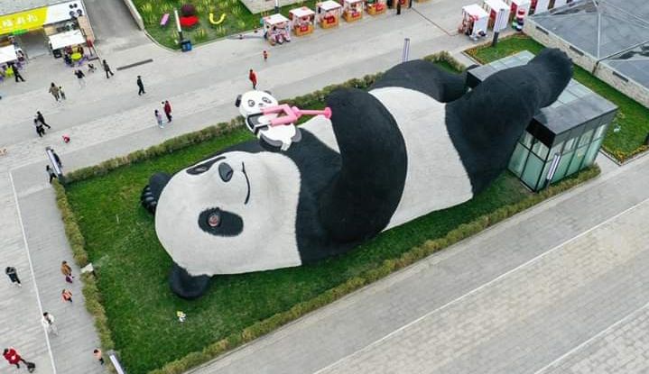 แพนด้าเซลฟี่